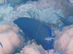 Cephalopholis argus