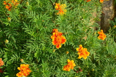 Tagetes erecta