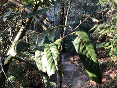 Fissistigma glaucescens