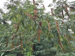 Havardia albicans