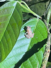 Diasporus diastema