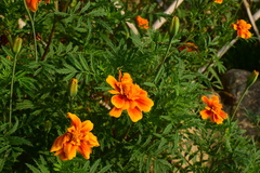 Tagetes erecta