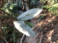 Fissistigma glaucescens