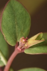 Euphorbia porteriana