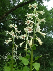 Cardiocrinum giganteum