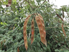 Havardia albicans