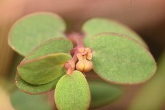 Euphorbia porteriana