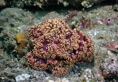 Dendronephthya australis