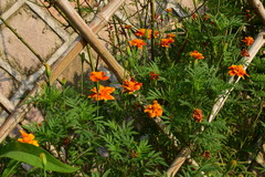 Tagetes erecta