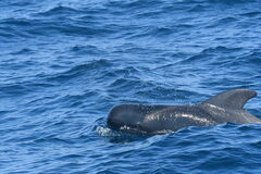 Globicephala macrorhynchus