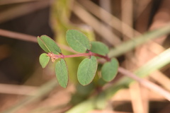 Euphorbia porteriana