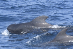 Globicephala macrorhynchus