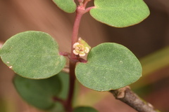 Euphorbia porteriana