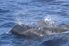 Globicephala macrorhynchus