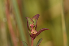 Euphorbia porteriana