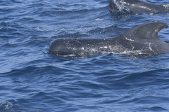 Globicephala macrorhynchus