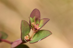 Euphorbia porteriana