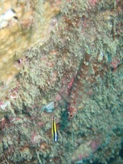 Thalassoma lucasanum