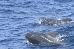 Globicephala macrorhynchus