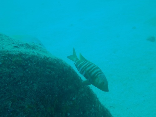 Barred pargo (Hoplopagrus guentherii) — Lutjanidae — 5