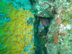 Holacanthus passer