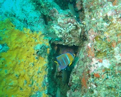 Holacanthus passer