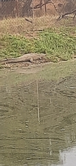 Crocodylidae