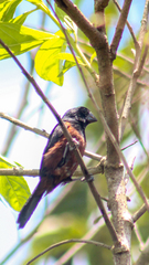 Sporophila angolensis