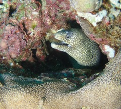 Muraena lentiginosa