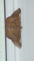 Sphacelodes vulneraria