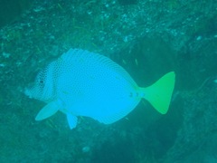 Prionurus laticlavius