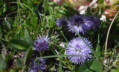 Globularia cordifolia