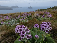 Pleurophyllum hookeri