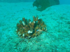 Cirrhitichthys oxycephalus