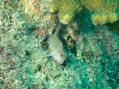 Ophioblennius steindachneri