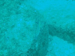 Halichoeres notospilus