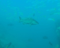 Mycteroperca rosacea