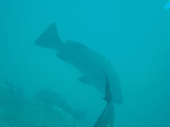 Lutjanus novemfasciatus