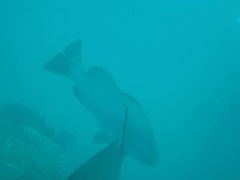 Lutjanus novemfasciatus