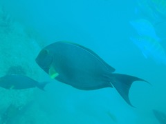 Acanthurus xanthopterus