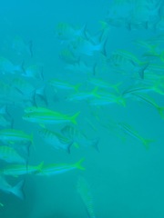 Mulloidichthys dentatus