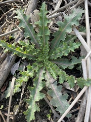 Sonchus asper