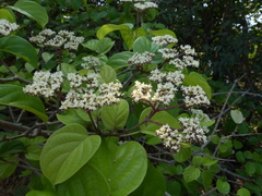 Premna coriacea