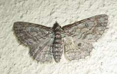 Orbamia octomaculata