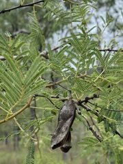 Vachellia bidwillii