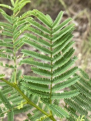 Vachellia bidwillii