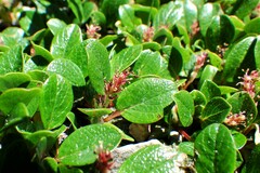 Salix nivalis