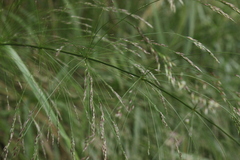 Oloptum miliaceum