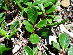 Salix nivalis