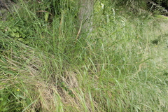 Oloptum miliaceum